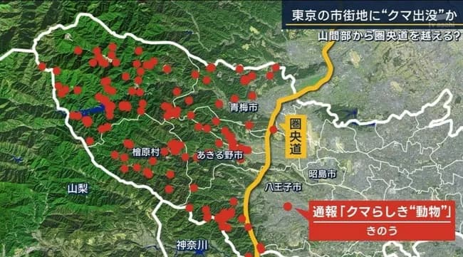 【速報】クマさん、第一次防衛ライン突破か