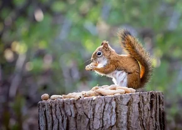 【動画】野生のリス、仲間を助けるため果敢にヘビに挑むｗｗｗｗｗｗｗｗｗ