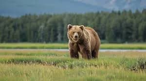 【疑問】ヒグマにタイマンで勝てる動物って日本におるんか？ｗｗｗｗｗｗｗｗｗｗｗｗｗｗｗｗ