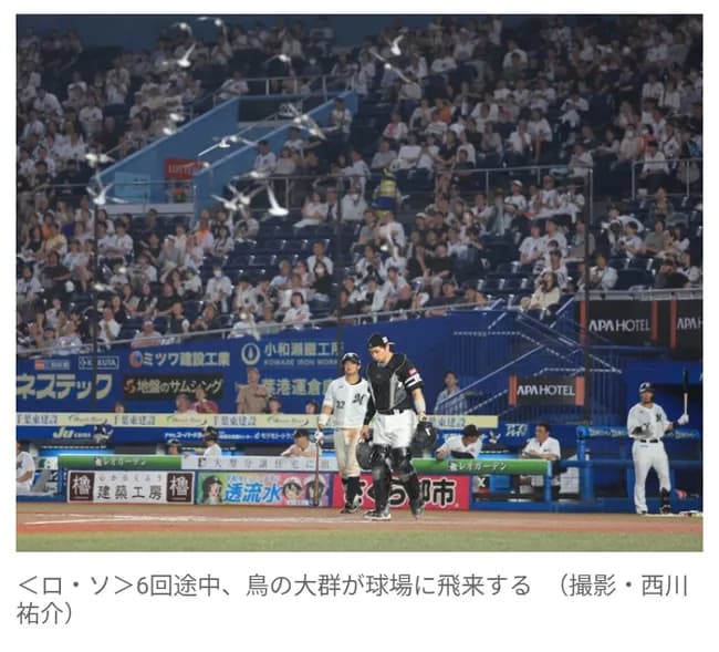 ZOZOマリン騒然！　鳥の大群襲来で試合一時中断のハプニング　ネットに当たり落ちる鳥も…選手もビックリ