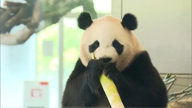 【悲報】二階息子「パンダをまた借りるから投票して」有権者「…」二階「パンダは失敗だったか…」