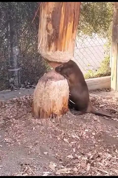 【動画】自分で齧った木につぶさるビーバー