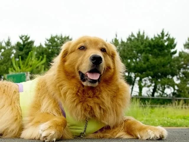 ゴールデンレトリバーとかいう天使