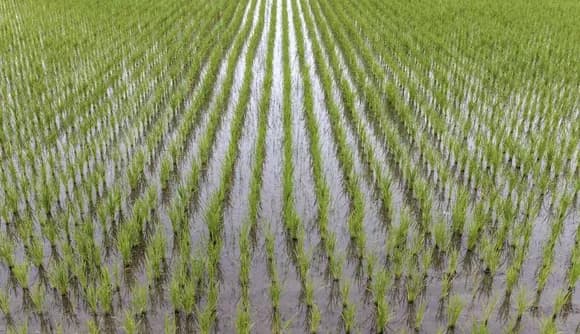 【悲報】JA「米の高騰には我々も頭を悩ませてる」→JA「米が高い？今が適正価格」→現在・・・・