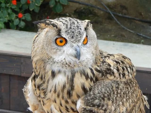 フクロウ(見た目SSS)←こいつを飼わない理由www