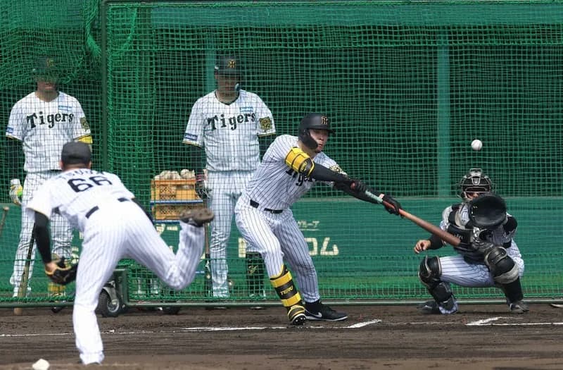 2冠王の阪神・佐藤輝が侍ジャパンのメンバー外れる　韓国と強化試合