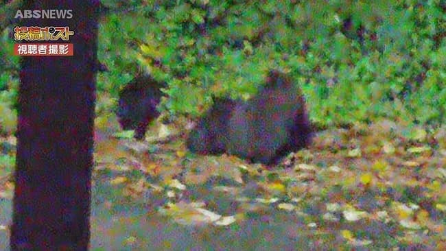 🐻「あれ、人間って脅威じゃなくね？」威嚇にビビらなくなる個体が出始める