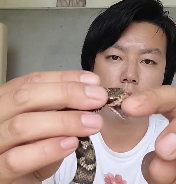 【動画】生きたマムシの頭を食いちぎるバケモノが現れるｗｗｗｗｗｗｗ
