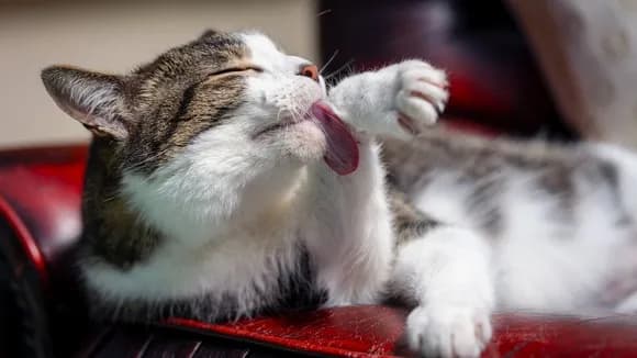 【動画】猫ちゃん、ガチでブチ切れるｗｗｗｗｗｗｗｗｗｗｗｗｗｗｗｗ