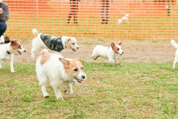 【悲報】ドッグラン、犬を走らせたら怒られる時代へｗｗｗｗｗ