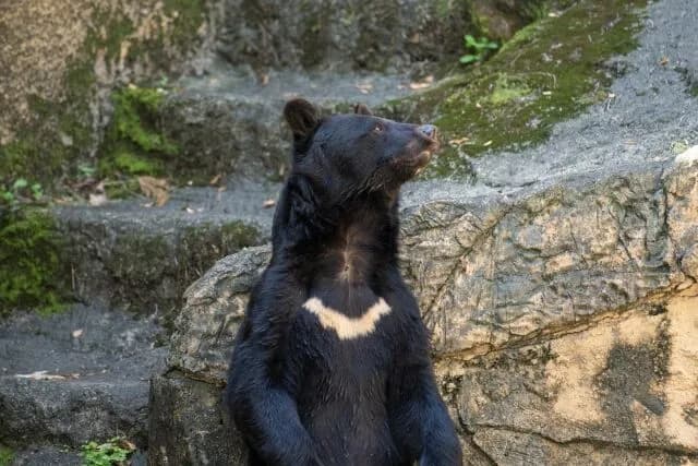 「クマと共存」←これができない理由