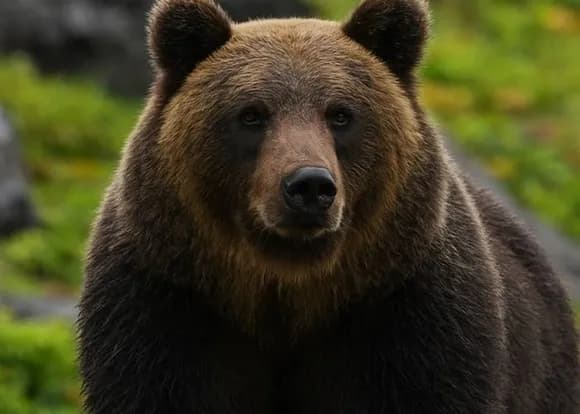 【議論】羅臼岳のヒグマ、駆除すべきかどうか問題・・・・・