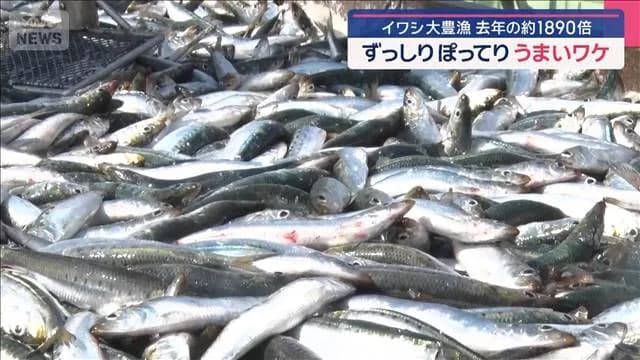 【朗報】イワシ豊漁。なんGが思ってる以上に豊漁
