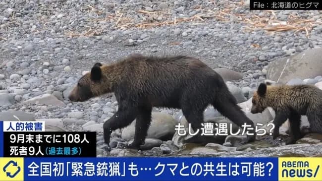 クマさん、人を食べるようになってしまう😭