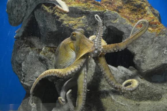 【画像】 タコの裏側、割と気持ち悪い・・・