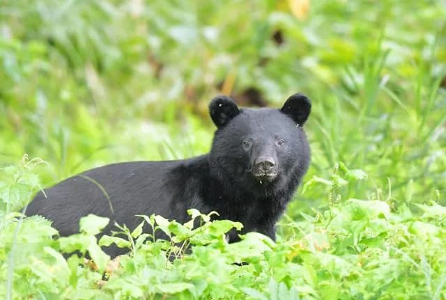 クマ対策、フルフェイスのヘルメットが有効と判明