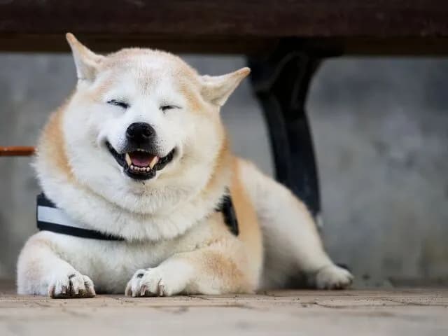 イッヌさんとかいう人類の永遠の友達wwwwwwwwwwww