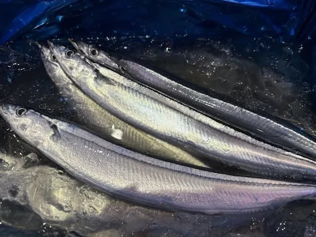 【朗報】漁師「助けて！サンマが去年の1890倍獲れて儲かりすぎちゃうの！！」　ガチの豊漁か