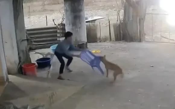【動画】グエンさん、家に侵入した狂犬病持ちの野犬を撃退ｗｗｗｗｗｗｗｗｗｗｗ