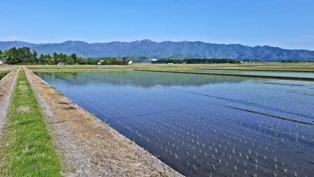 なあ、米って北海道でアメリカ式大規模企業経営やったらいいだけでは？