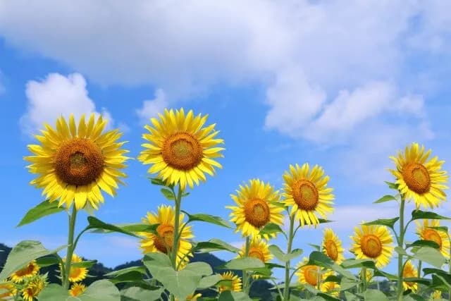 夏にやることリスト作ったで