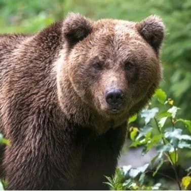 北海道庁、殺到する熊擁護派からの抗議電話に忙殺される「ルール上こちらから切ることができない」
