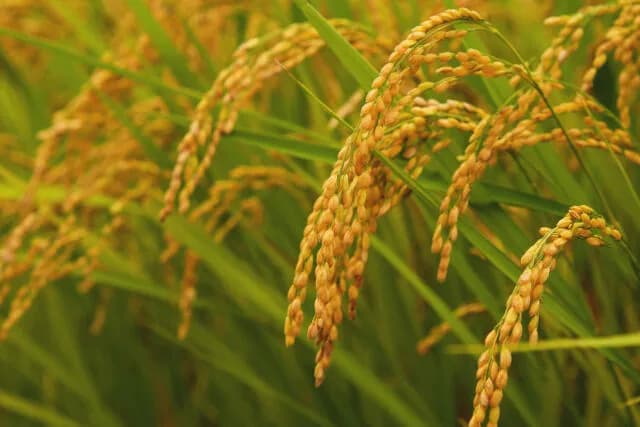 JAが悪の秘密組織てきな扱いされてるけど