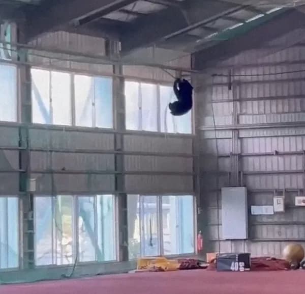 クマ、野球部の屋内練習場でやりたい放題