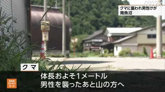 【熊被害】新潟のクマサン🐻、60代男性を襲う