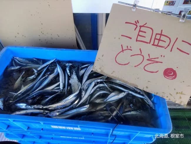 【朗報】秋刀魚、無料配布に