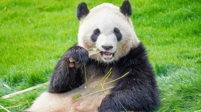 パンダが中国にしかいないのはずるい