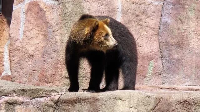 熊とほぼ互角な動物って何や？？？