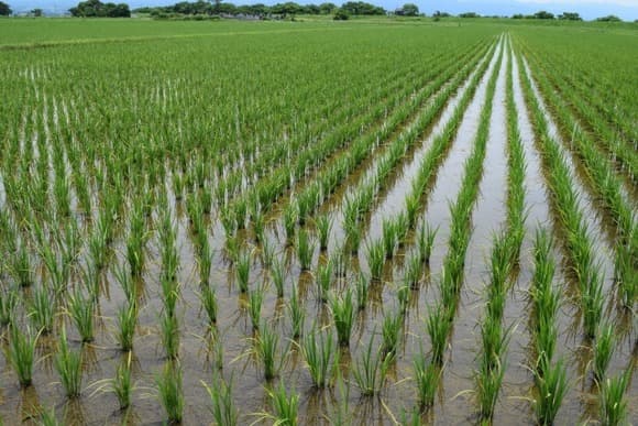 【疑問】大企業に米作りさせたらいかんのか・・・・・？