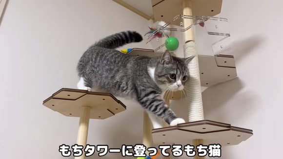 【唖然】もちまる（5）、腎臓病を発症 →原因がガチで謎すぎる・・・・・