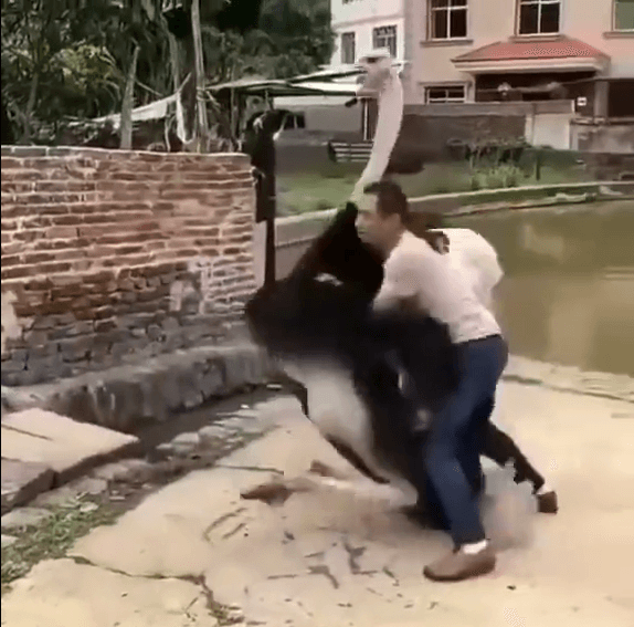 【動画】ヒトカス、ダチョウに敗北ｗｗｗwｗｗｗｗｗ