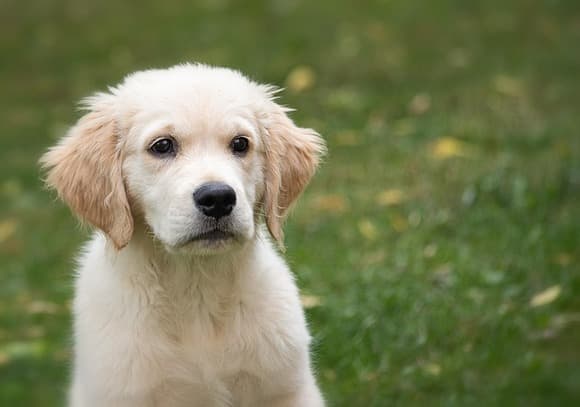 【画像】北海道民「犬を拾いました。女の子の犬です。飼い主さん出てきてください。」