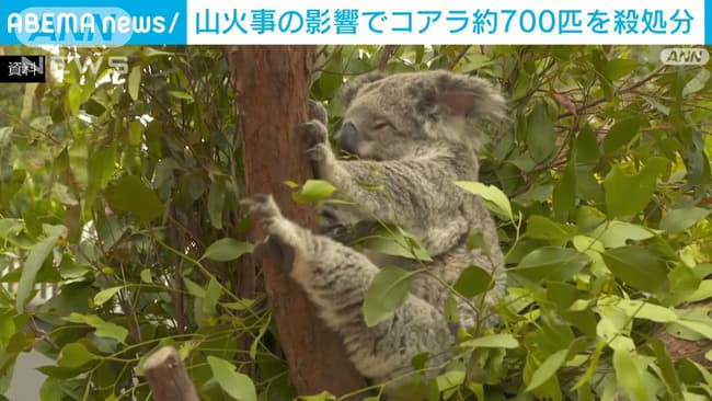 【悲報】オーストラリアさん、コアラ約700匹を空から狙撃し殺処分