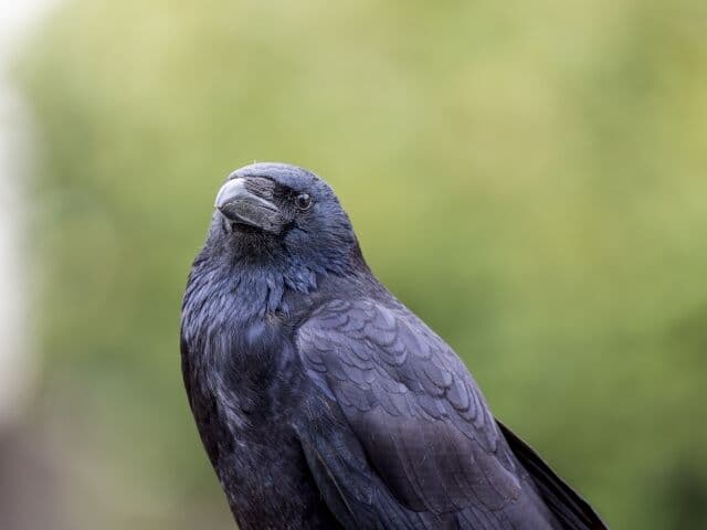 カラスとかいう「知能が高いと言われている」以外は害しかない最悪の鳥