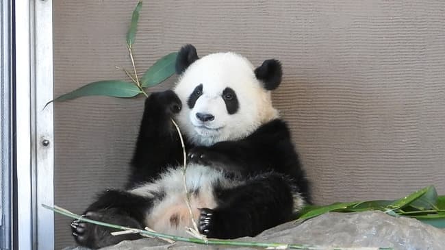 パンダ返還の原因、判明…白浜町長「パンダの産地から友好都市の申請来たけど断ってやったｗ」