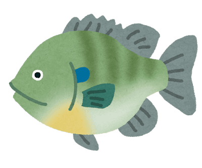 【画像】ブルーギルばっか釣れたから食うわ〓