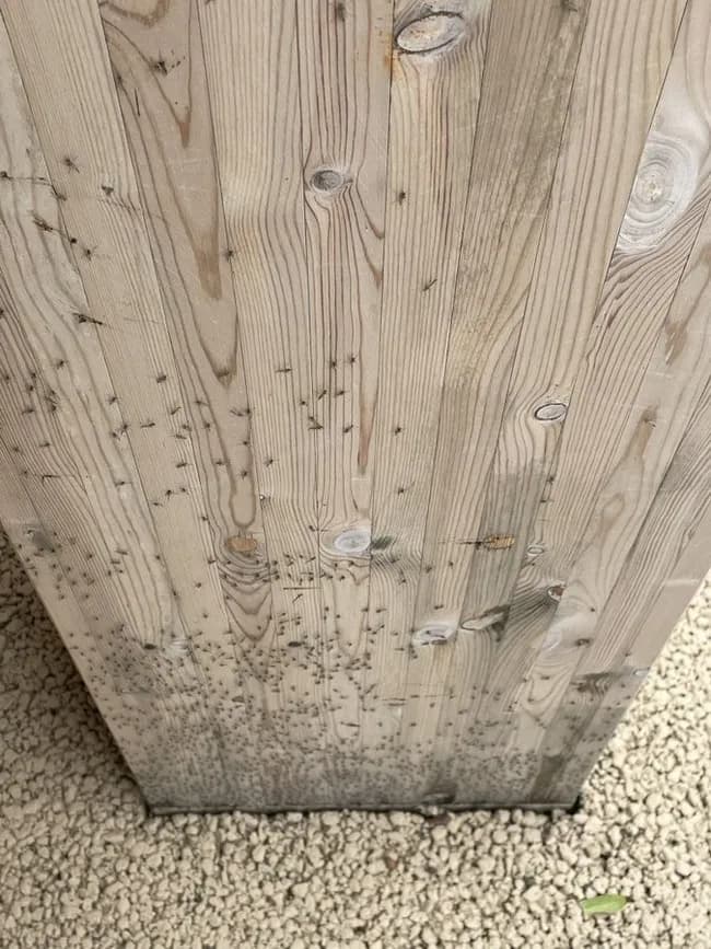 【画像】大阪万博、羽虫大量発生で大パニックwwwwwwwwwww