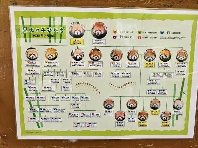 レッサーパンダの風太(存命)の子孫がこちらwwwwww