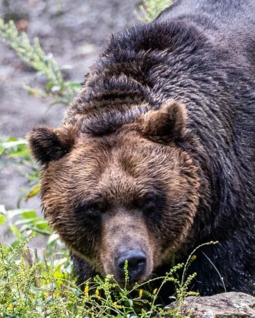 なんG民が思いつくヒグマ対策