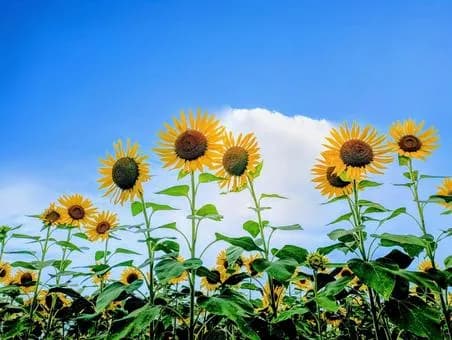 【悲報】日本、無事1年の半分が夏になるwwwwwwwwwwwwwwww