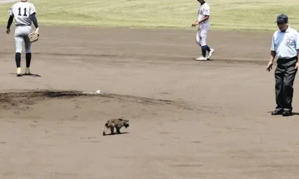 アライグマさん、甲子園予選に飛び入り参加してしまうwwww