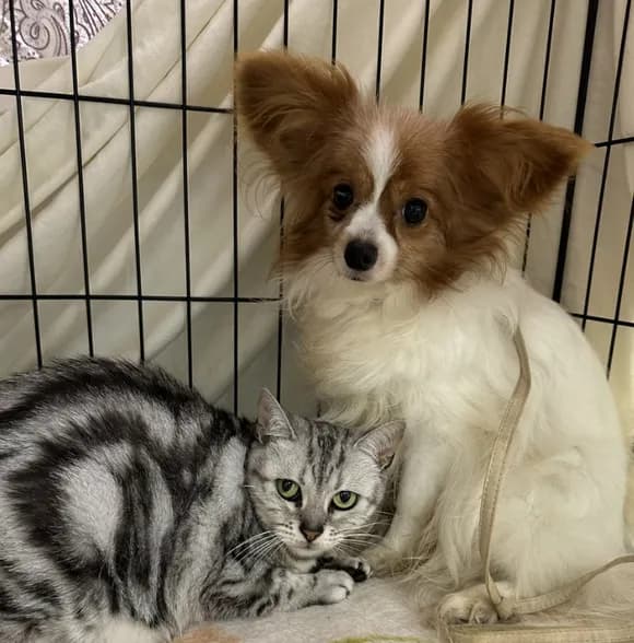 【悲報】女性「結婚するから飼ってたワンコとにゃんコ手放します♪」(施設にポイッ)←批判殺到・・・・・