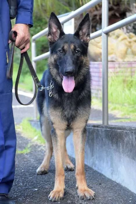 初出勤の警察犬、50人で5時間半かけても見つけられなかった行方不明者を4分で発見してしまうw