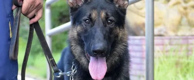 初出勤の警察犬、50人で5時間半かけても見つけられなかった行方不明者を4分で発見してしまうw