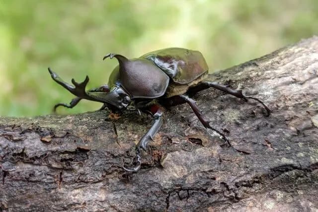 三大嫌われない昆虫「カブトムシ」「クワガタ」