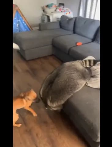 【悲報】タヌキさん、太りすぎて動きが鈍くなる